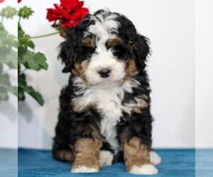Bernedoodle (Miniature) Puppy for sale in EAST EARL, PA, USA