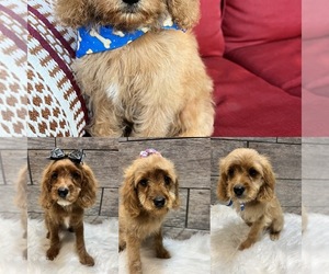 Cavapoo Puppy for sale in RICHMOND, IL, USA