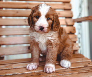 Medium Bernedoodle