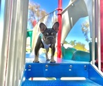 Small #5 French Bulldog