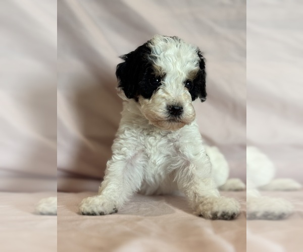 Medium Photo #5 Bernedoodle (Miniature) Puppy For Sale in LONGMONT, CO, USA