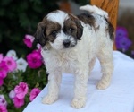 Small Photo #47 Maltipoo (Toy) Puppy For Sale in GOSHEN, IN, USA