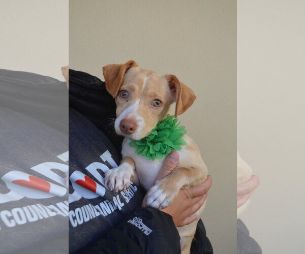 Medium Photo #1 Chihuahua-Unknown Mix Puppy For Sale in McKinney, TX, USA