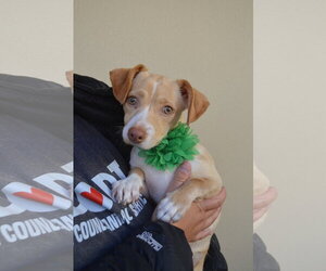 Chihuahua-Unknown Mix Dogs for adoption in McKinney, TX, USA