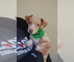 Ursula - Female Chihuahua-Unknown Mix Dog for Adoption - Small photo