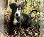 Small Photo #1 Labrador Retriever-Unknown Mix Puppy For Sale in Bristol, CT, USA