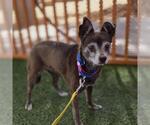 Small Chihuahua Mix