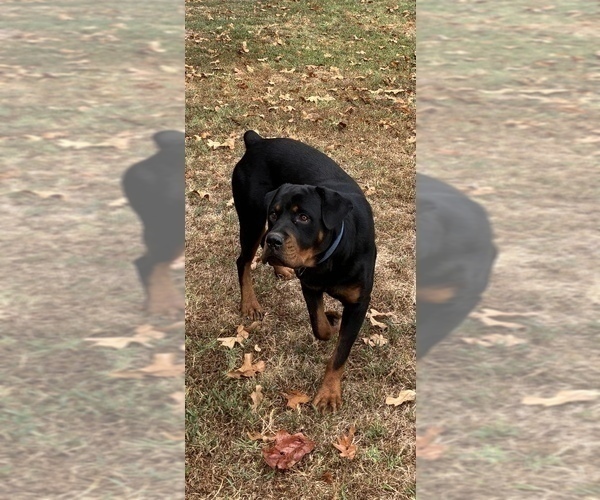 Medium Photo #5 Rottweiler Puppy For Sale in SHELL KNOB, MO, USA