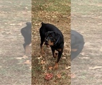King Rottweiler - Male Rottweiler Puppy for Sale - Photo #5
