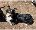 Small #3 Pembroke Welsh Corgi