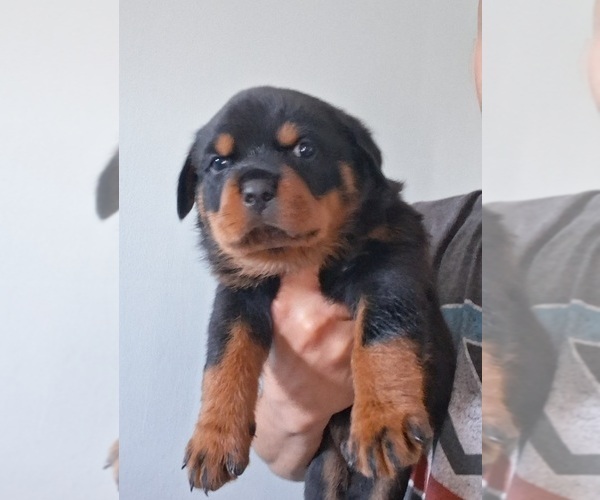 Medium Photo #1 Rottweiler Puppy For Sale in HAMMOND, IN, USA