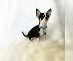 Small #4 Chihuahua