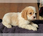 Small #2 Cocker Spaniel
