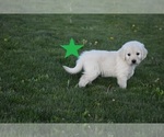 Small Photo #10 English Cream Golden Retriever Puppy For Sale in BURLEY, ID, USA