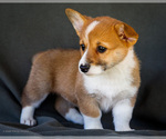 Puppy Beauty Pembroke Welsh Corgi