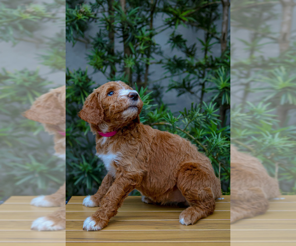 Medium Photo #3 Goldendoodle Puppy For Sale in MIAMI, FL, USA