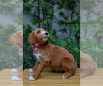 Small #2 Goldendoodle