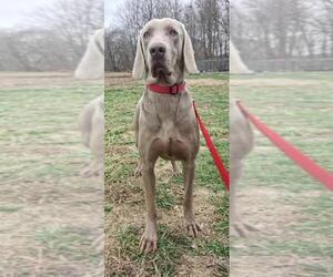 Father of the Weimaraner puppies born on 02/25/2024