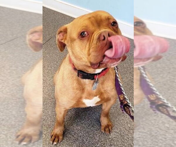 Medium Photo #1 Bulldog Puppy For Sale in Fairfax, VA, USA