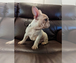 Small Photo #3 French Bulldog Puppy For Sale in DURANT, OK, USA