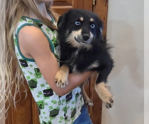 Miniature Australian Shepherd Puppy for sale in MILTON, WI, USA