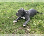 Small Photo #27 American Bully Puppy For Sale in OVERLAND, KS, USA