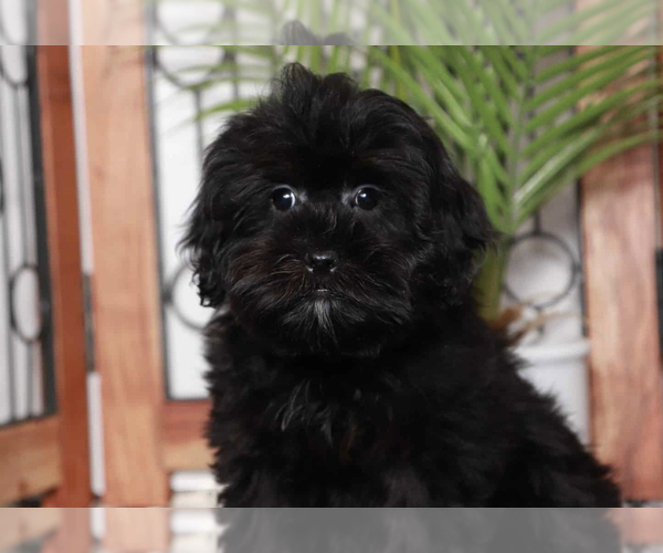 Medium Photo #1 ShihPoo Puppy For Sale in NAPLES, FL, USA