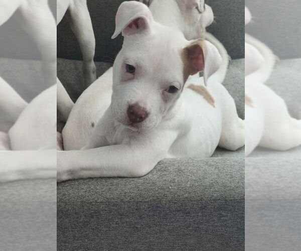 Medium Photo #6 American Staffordshire Terrier-Labrador Retriever Mix Puppy For Sale in Brewster, NY, USA