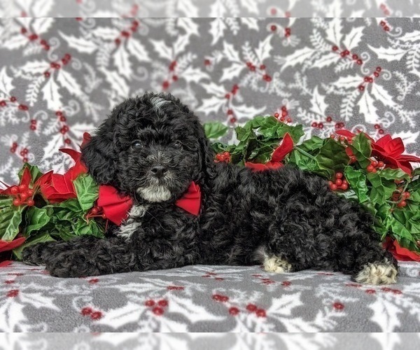 Medium Photo #4 Miniature Labradoodle Puppy For Sale in OXFORD, PA, USA