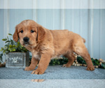 Small #1 Golden Retriever