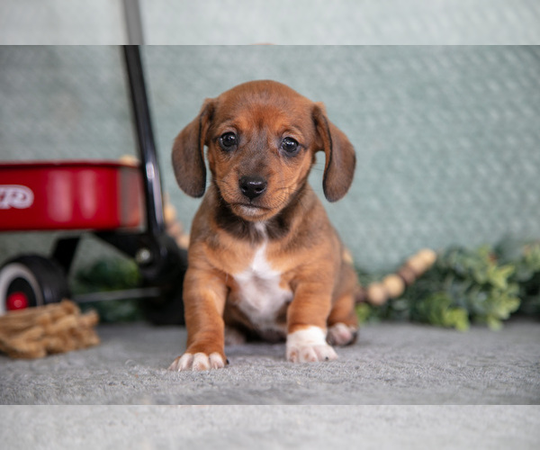 Medium Photo #2 Dachshund Puppy For Sale in ELIZABETHTOWN, PA, USA