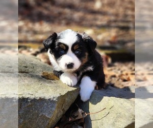 Miniature Australian Shepherd Puppy for sale in SANDOWN, NH, USA