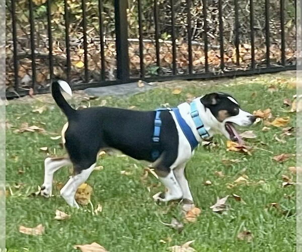 Medium Photo #3 Beagle-Unknown Mix Puppy For Sale in Mooresville, NC, USA