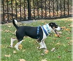 Small #2 Beagle Mix
