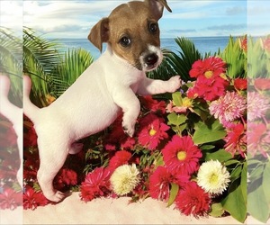 Jack Russell Terrier Puppy for sale in NASHVILLE, NC, USA