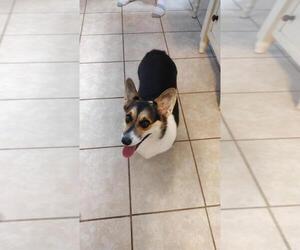 Pembroke Welsh Corgi Puppy for sale in SEBRING, FL, USA