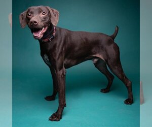 German Shorthaired Pointer-Unknown Mix Dogs for adoption in Ogden, UT, USA