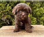 Image preview for Ad Listing. Nickname: Truffles