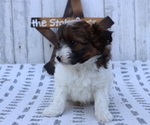 Small Photo #7 Pom-A-Poo-Poodle (Miniature) Mix Puppy For Sale in HONEY BROOK, PA, USA