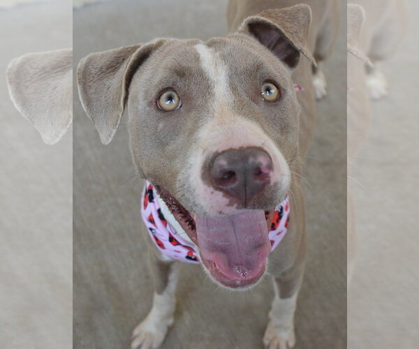 Medium Photo #2 American Pit Bull Terrier-Unknown Mix Puppy For Sale in McKinney, TX, USA