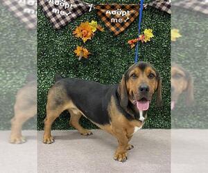 Basset Hound Dogs for adoption in Grasswood, Saskatchewan, Canada