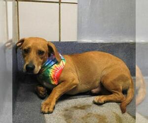 Dachshund-Unknown Mix Dogs for adoption in San Antonio, TX, USA