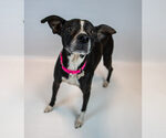 Small #5 Mutt