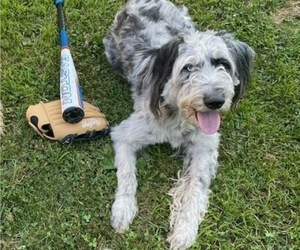 Mother of the Aussiedoodle puppies born on 11/10/2024