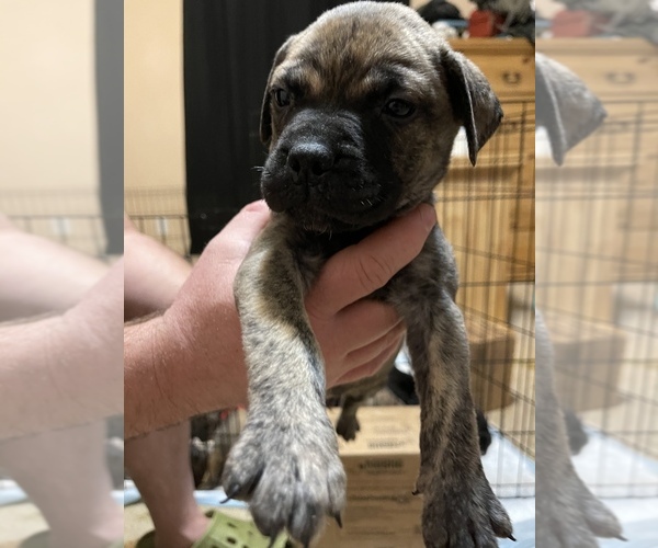 Medium Photo #2 Bullmastiff Puppy For Sale in CHARLESTON, WV, USA