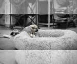 Small Photo #6 Anatolian Pyrenees Puppy For Sale in LEWIS, IA, USA