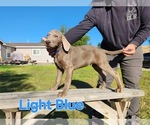 Puppy Light Blue Labrador Retriever