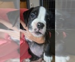 Small #1 Boxer