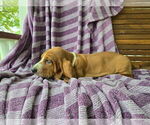 Small Photo #9 Basset Hound Puppy For Sale in HILLSBORO, TX, USA