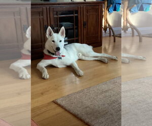 Siberian Husky-Unknown Mix Dogs for adoption in Escondido, CA, USA